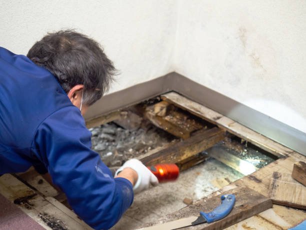Best Mold Remediation for Specific Building Types in Markesan, WI