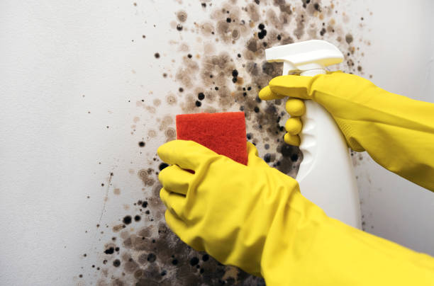 Best Insurance-Related Mold Remediation in Markesan, WI