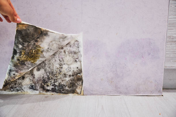 Markesan, WI Mold Remediation Company